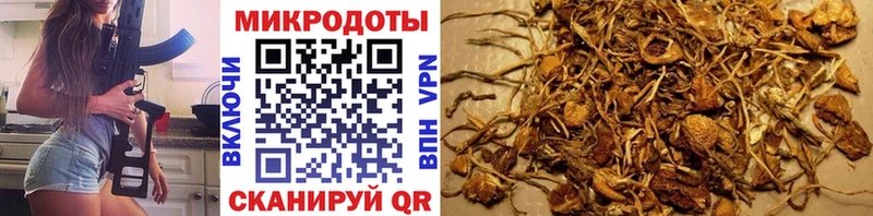 Купить где  Кремёнки  Псилоцибиновые грибы Cubensis 